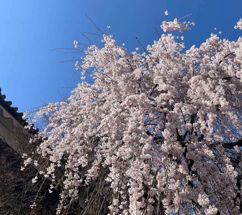 ueda-castle sakura.jpg